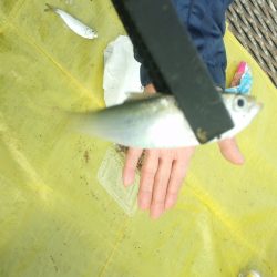 オリジナルメーカー海づり公園(市原市海づり施設) 釣果