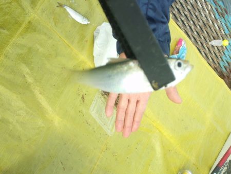 オリジナルメーカー海づり公園(市原市海づり施設) 釣果