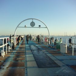 オリジナルメーカー海づり公園(市原市海づり施設) 釣果