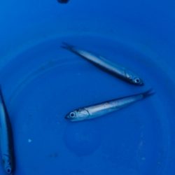 オリジナルメーカー海づり公園(市原市海づり施設) 釣果