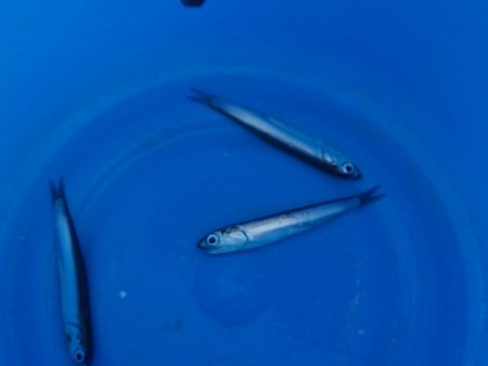 オリジナルメーカー海づり公園(市原市海づり施設) 釣果