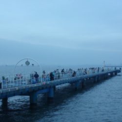 オリジナルメーカー海づり公園(市原市海づり施設) 釣果