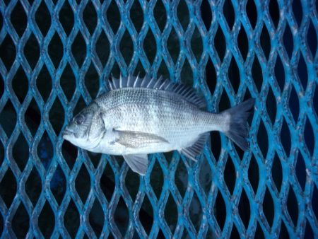 オリジナルメーカー海づり公園(市原市海づり…
