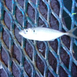 オリジナルメーカー海づり公園(市原市海づり施設) 釣果