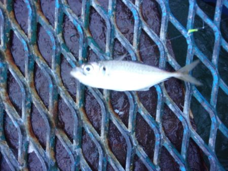 オリジナルメーカー海づり公園(市原市海づり施設) 釣果