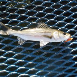 オリジナルメーカー海づり公園(市原市海づり施設) 釣果