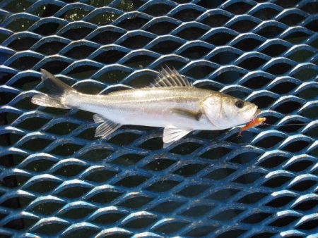 オリジナルメーカー海づり公園(市原市海づり施設) 釣果