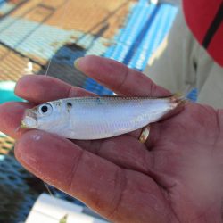 オリジナルメーカー海づり公園(市原市海づり施設) 釣果