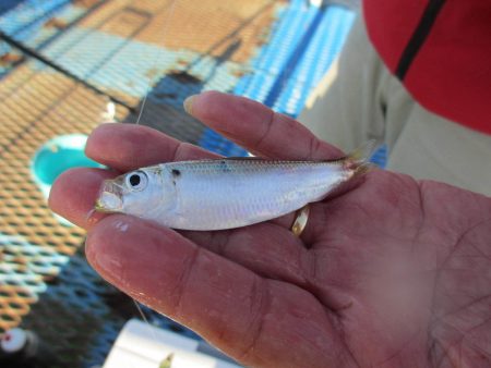 オリジナルメーカー海づり公園(市原市海づり施設) 釣果