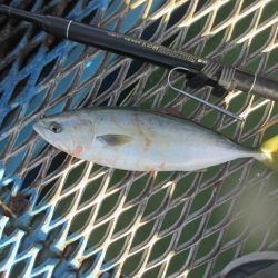 オリジナルメーカー海づり公園(市原市海づり施設) 釣果