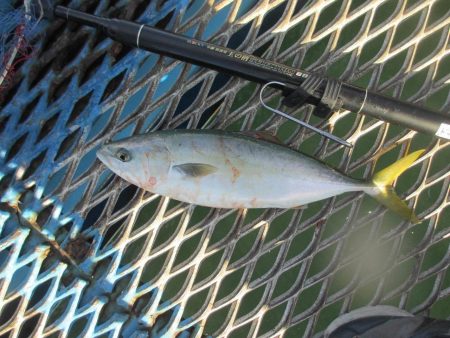 オリジナルメーカー海づり公園(市原市海づり施設) 釣果
