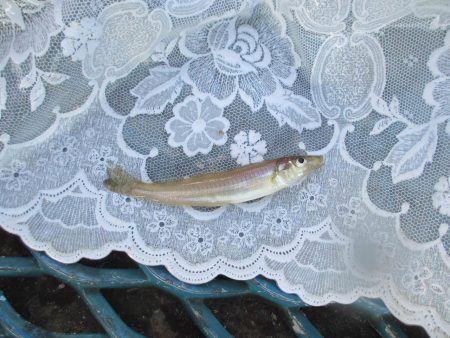 オリジナルメーカー海づり公園(市原市海づり施設) 釣果