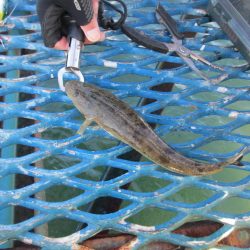 オリジナルメーカー海づり公園(市原市海づり施設) 釣果