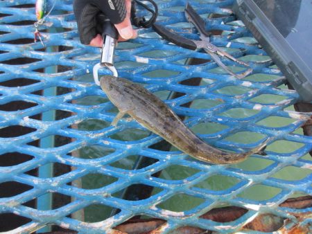 オリジナルメーカー海づり公園(市原市海づり施設) 釣果