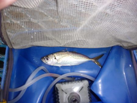 オリジナルメーカー海づり公園(市原市海づり…