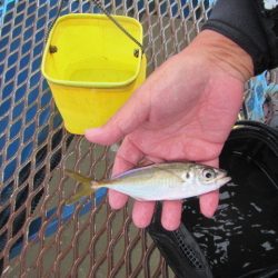 オリジナルメーカー海づり公園(市原市海づり施設) 釣果