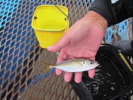 オリジナルメーカー海づり公園(市原市海づり施設) 釣果