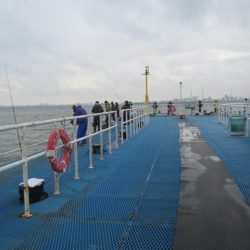 オリジナルメーカー海づり公園(市原市海づり施設) 釣果