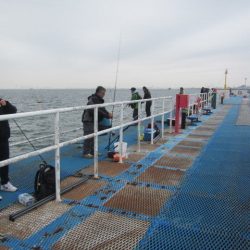 オリジナルメーカー海づり公園(市原市海づり施設) 釣果