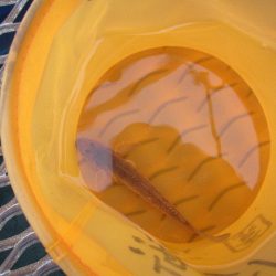 オリジナルメーカー海づり公園(市原市海づり施設) 釣果