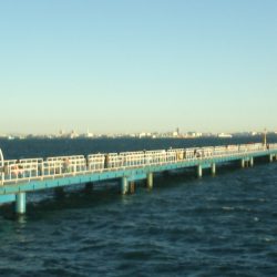 オリジナルメーカー海づり公園(市原市海づり施設) 釣果