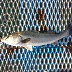 オリジナルメーカー海づり公園(市原市海づり施設) 釣果