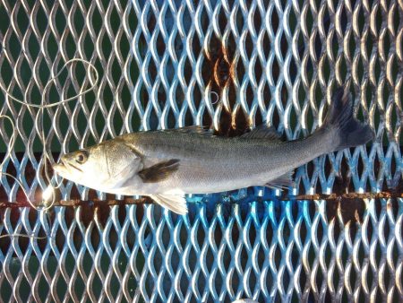 オリジナルメーカー海づり公園(市原市海づり施設) 釣果