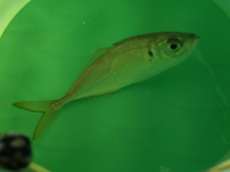 オリジナルメーカー海づり公園(市原市海づり…