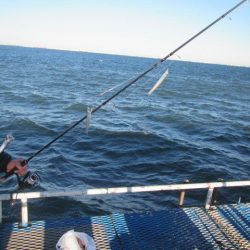 オリジナルメーカー海づり公園(市原市海づり施設) 釣果