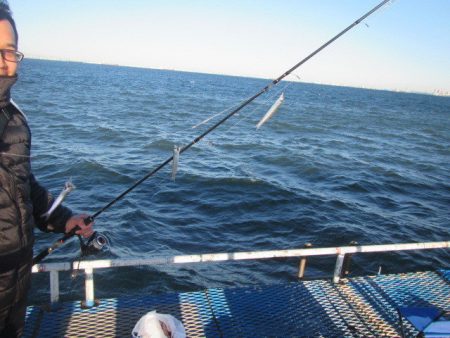 オリジナルメーカー海づり公園(市原市海づり施設) 釣果
