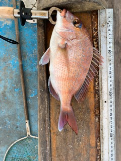 幸吉丸 釣果