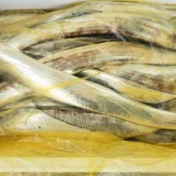 遊漁船 ニライカナイ 釣果