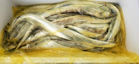 遊漁船 ニライカナイ 釣果