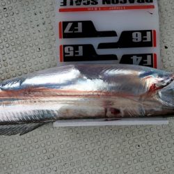 遊漁船 ニライカナイ 釣果