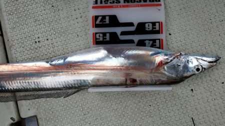 遊漁船 ニライカナイ 釣果