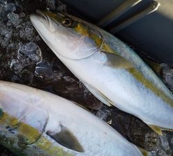 こうゆう丸 釣果