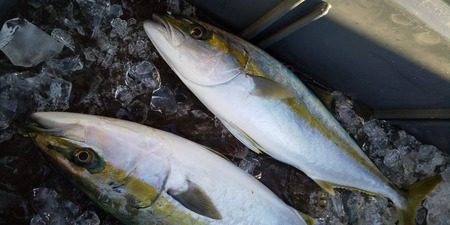 こうゆう丸 釣果