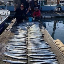 シーマジカル 釣果