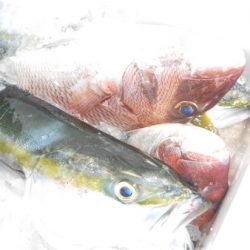 こうゆう丸 釣果