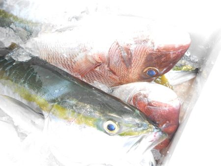 こうゆう丸 釣果