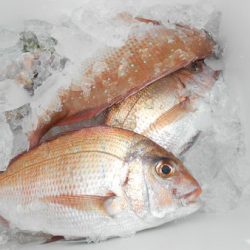 こうゆう丸 釣果