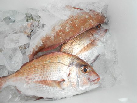 こうゆう丸 釣果