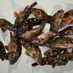 TOPGUN名古屋 釣果