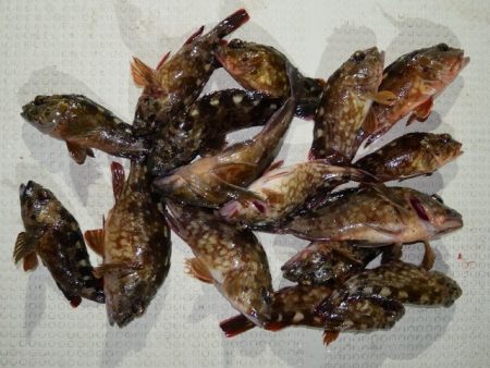 TOPGUN名古屋 釣果