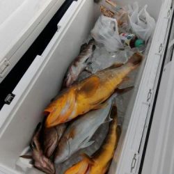 ファイヤードルフィン 釣果