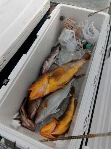 ファイヤードルフィン 釣果