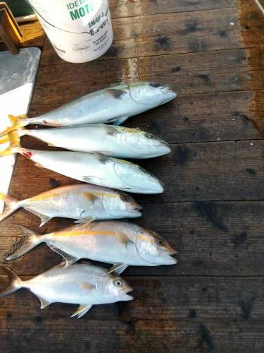 ファイヤードルフィン 釣果