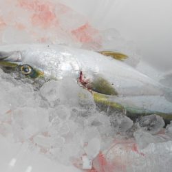 こうゆう丸 釣果