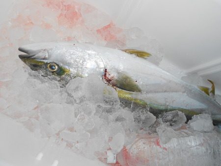 こうゆう丸 釣果