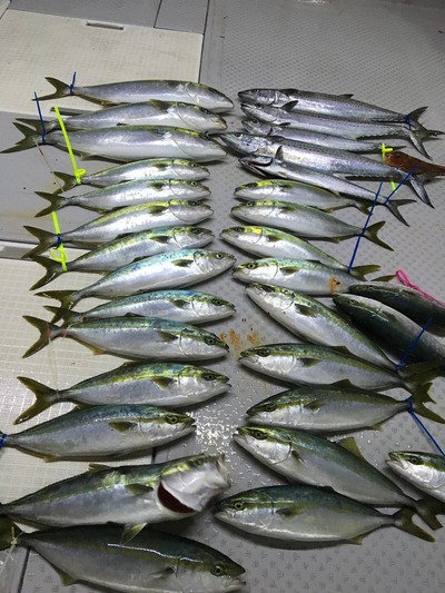 ミタチ丸 釣果